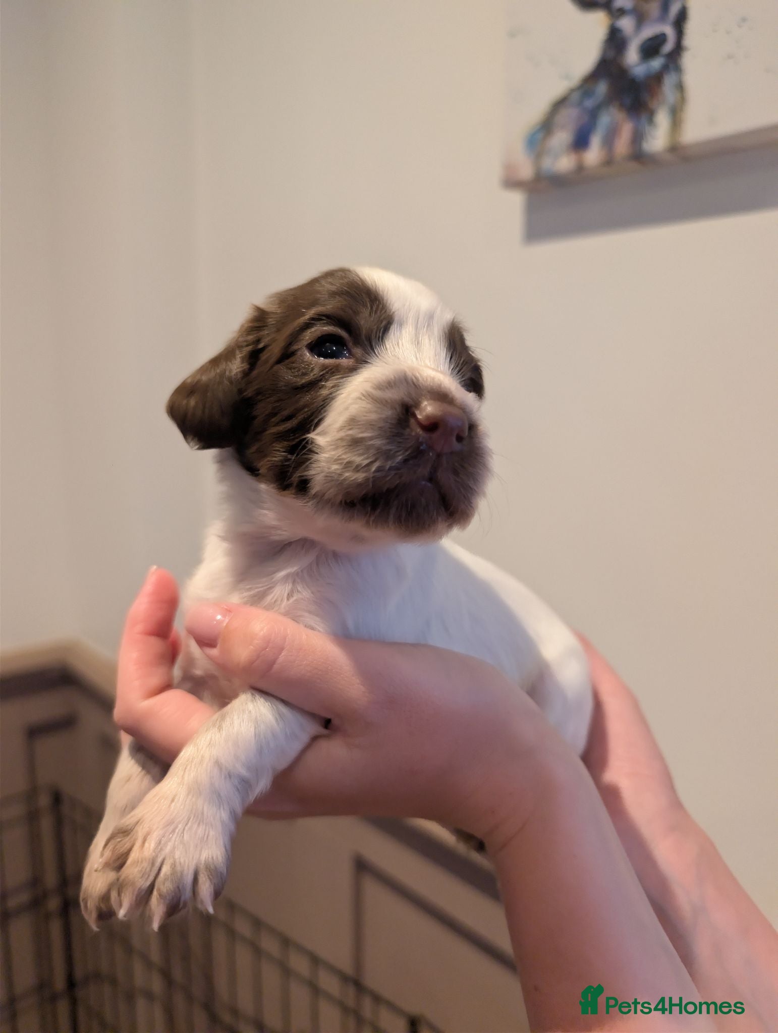 Sprocker dogs F1 Sprocker puppies.  - Advert 12