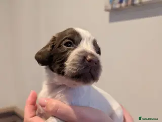 Sprocker dogs F1 Sprocker puppies. - Advert 2