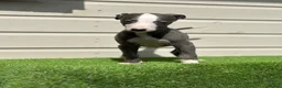 Whippet dogs for sale: Blue whippets  - Advert 15
