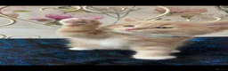 Norwegian Forest Cat cats for sale: 6 Norwegian Forest kittens in Cardiff - Advert 4