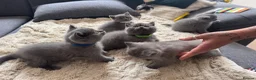 British Shorthair cats for sale: 5 British Shorthair Kittens 🐈‍⬛  - Advert 14