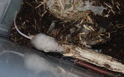 Mouse rodents for sale: Mixture of Fancy Mice For Sale  - Image 16