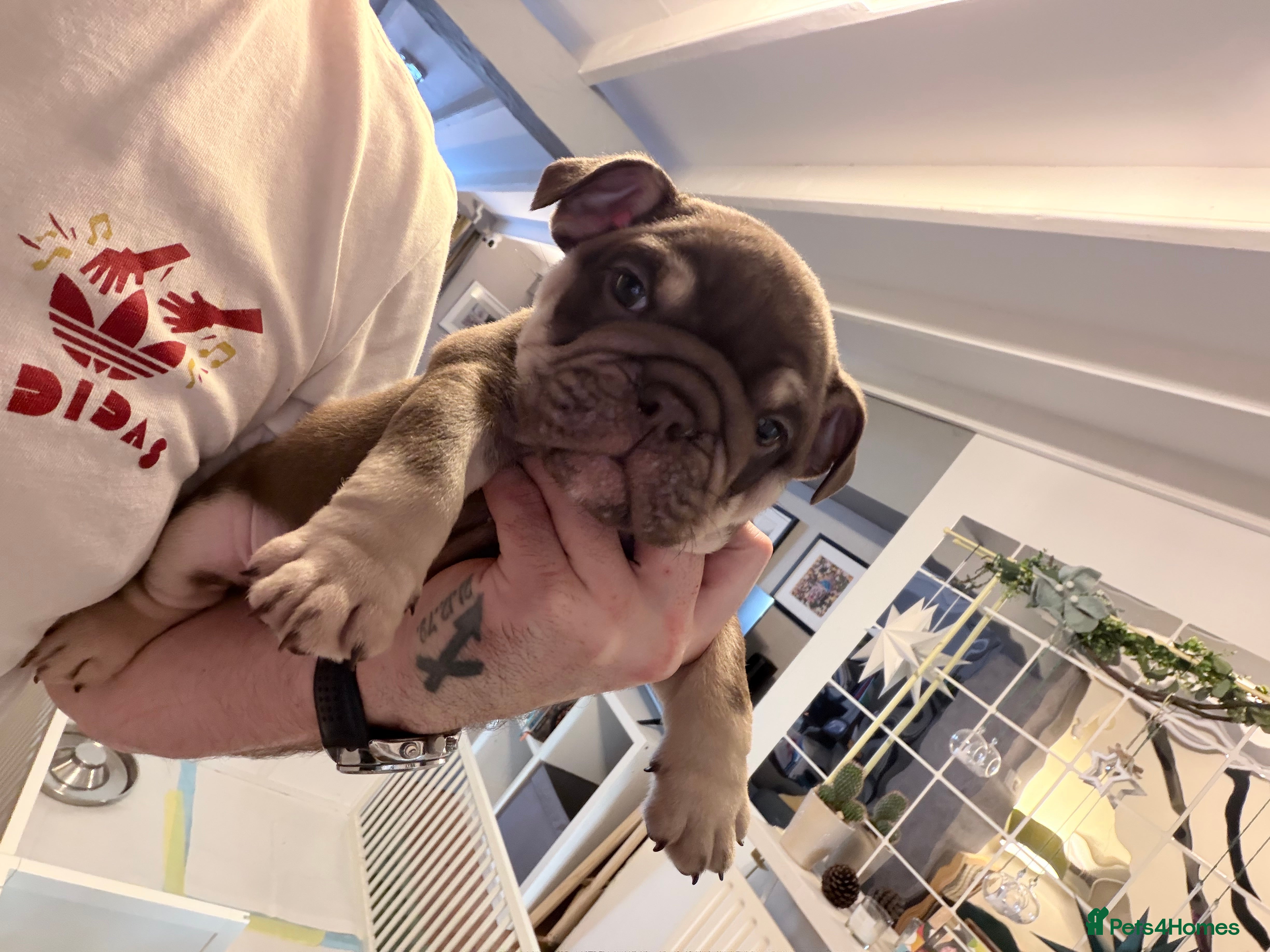 English Bulldog dogs 🏆 Elite KC English Bulldog Puppies – Swansea 🏆 - Advert 3