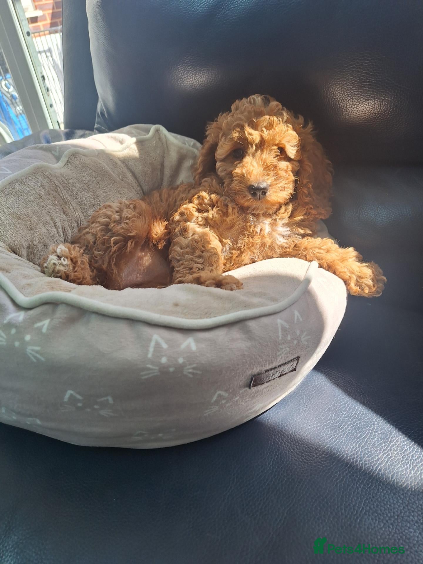 Cockapoo dogs Dark Red Cockapoo puppies last 1 left - Advert 1