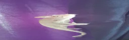 Chameleon reptiles for sale: Veiled chameleons  - Advert 10