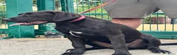 Cane Corso dogs for sale: 1 male 1 female cane  in Romford - Advert 13