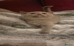 Scottish Fold cats for sale: Last 2 Scottish straight kittens  - Image 22