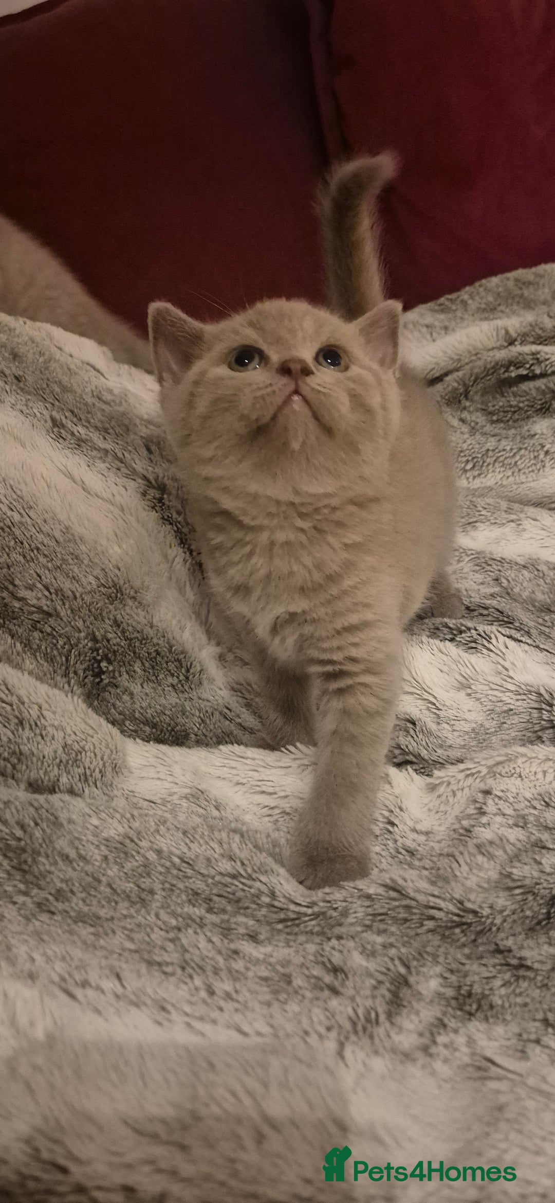 Scottish Fold cats for sale: Last 2 Scottish straight kittens  - Image 22