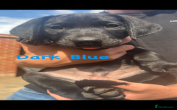 Labrador Retriever dogs for sale: Labrador pups for sale - Image 12