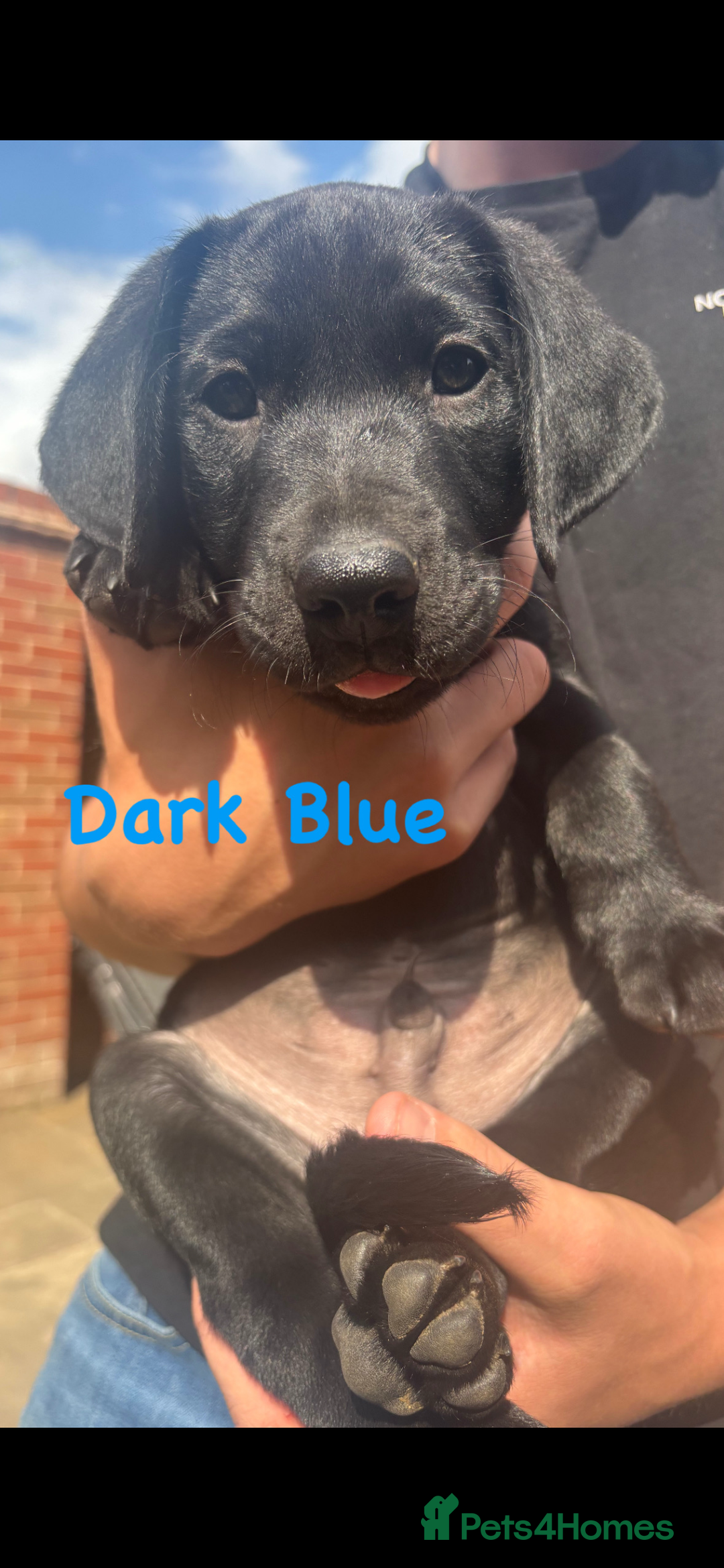 Labrador Retriever dogs for sale: Labrador pups for sale - Image 12