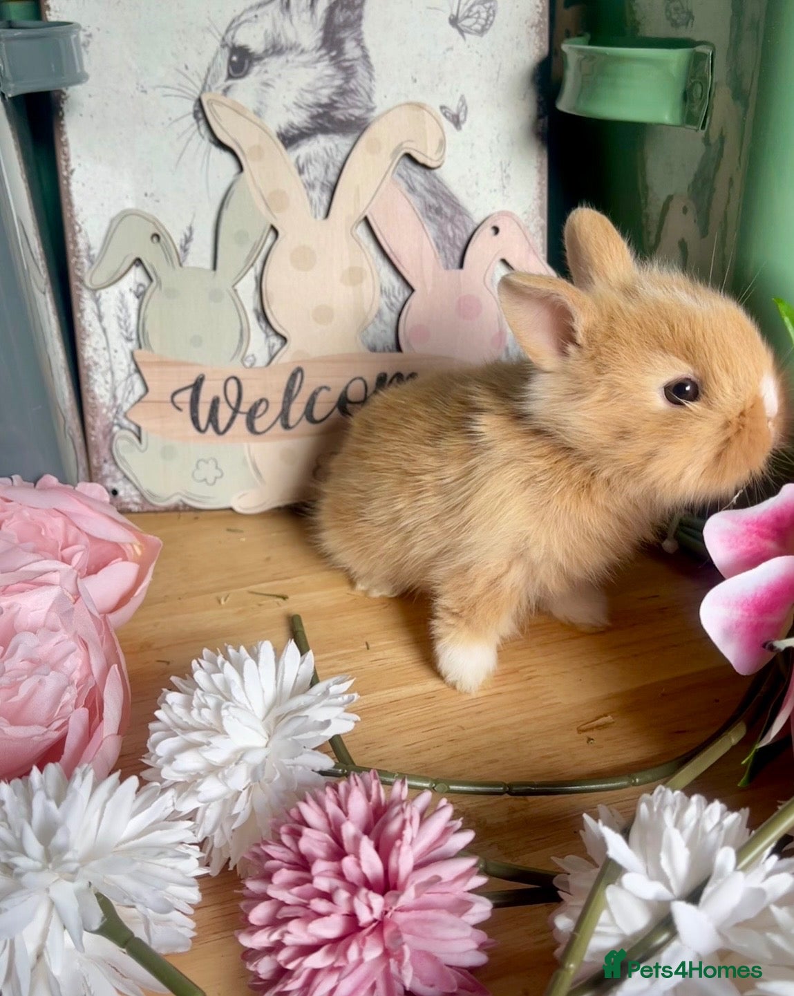 Lionhead rabbits Beautiful Purebred Lionheads  - Advert 1
