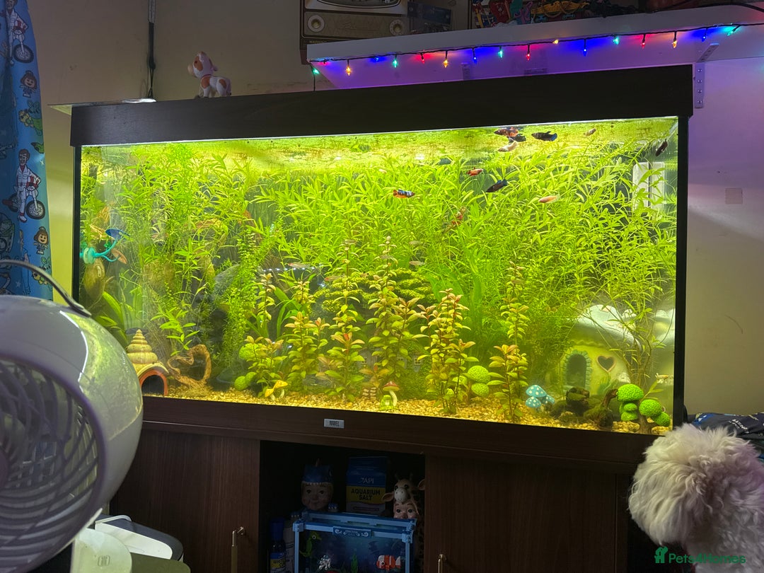 Bettas fish for sale: 350Litre 4ft Tank Plus Fish plants and decorations - Advert 3
