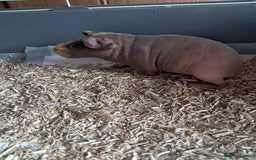 Guinea Pig rodents for sale: BEAUTIFUL BABY SKINNY PIGS  - Image 2