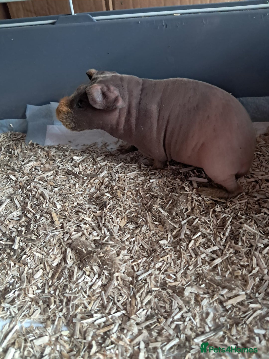Guinea Pig rodents for sale: BEAUTIFUL BABY SKINNY PIGS  - Image 2