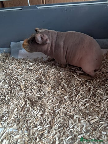 Guinea Pig rodents - Advert 15