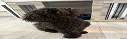 Toy Poodle dogs for sale: Kc registered toy poodle male black  in Bicester - Advert 7
