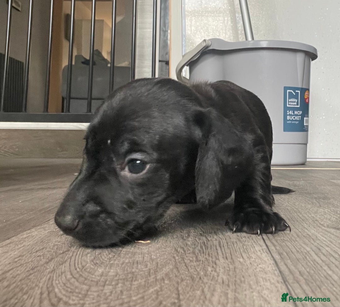 Miniature Dachshund dogs for sale: Smooth haired Miniature dachshunds - Image 2