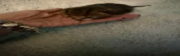 Mixed Breed cats for sale: Tabby kittens  - Advert 4