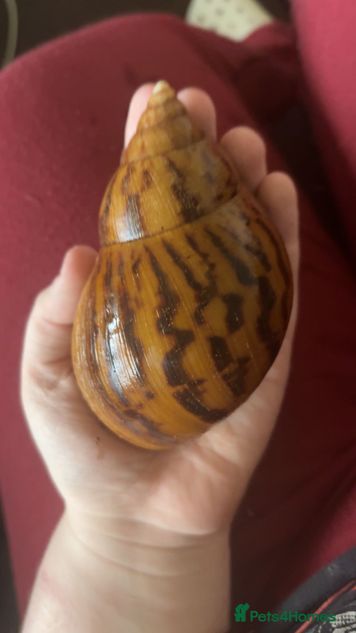 Snails invertebrates for sale: ALBINO gals for sale - Advert 2