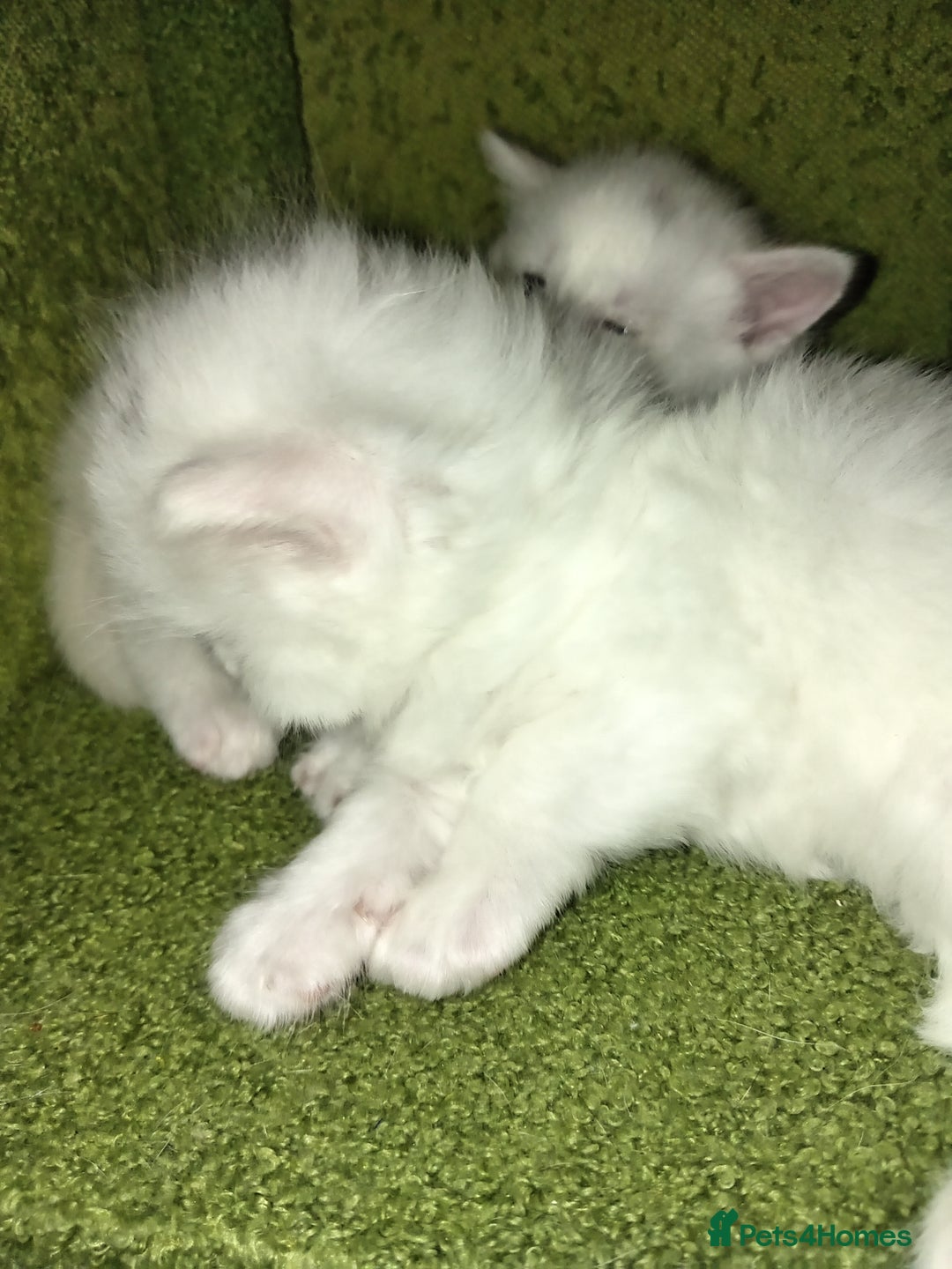 Mixed Breed cats for sale: Short hair white kitten for sale she is beautiful  - Advert 7