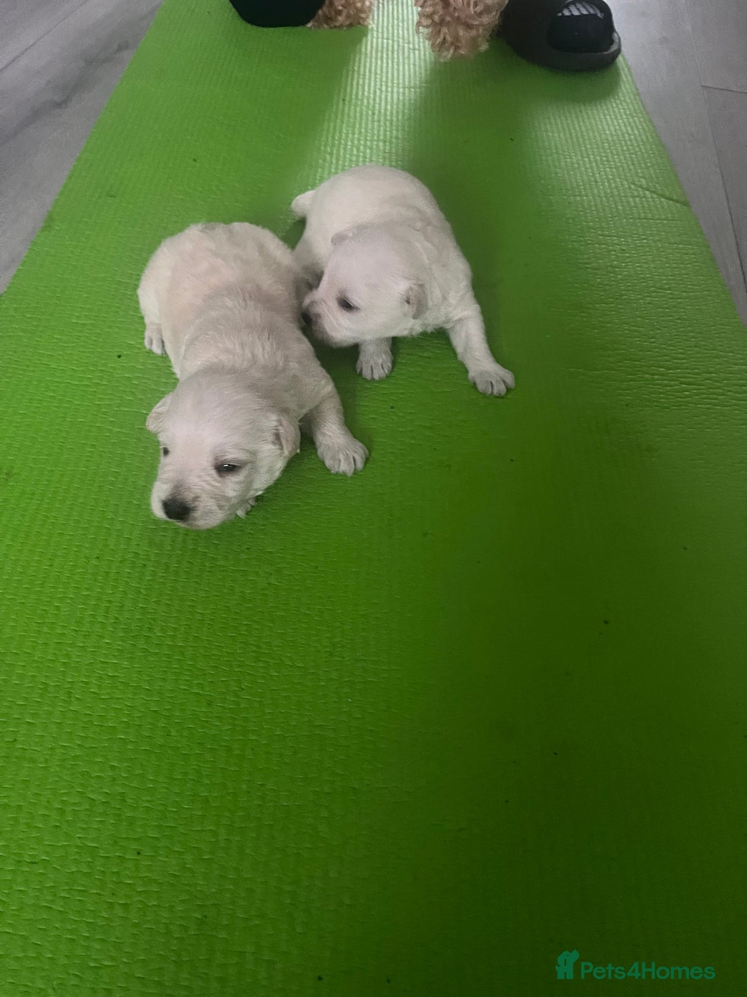 Mixed Breed dogs for sale: Westiepoo pups x2 - Advert 5