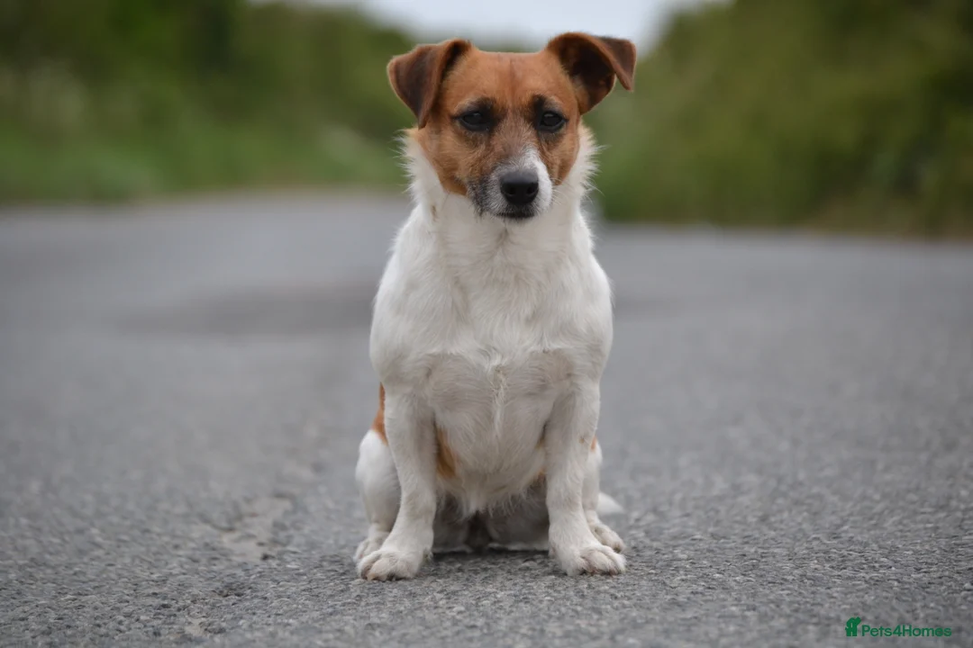 Jack Russell dogs for sale: Traditional Jack Russell  - Advert 2