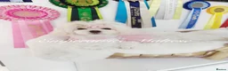 Maltese dogs for sale: Tiny KC Reg. Korean Show line puppies!  - Advert 6