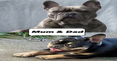 French Bulldog dogs - Advert 1