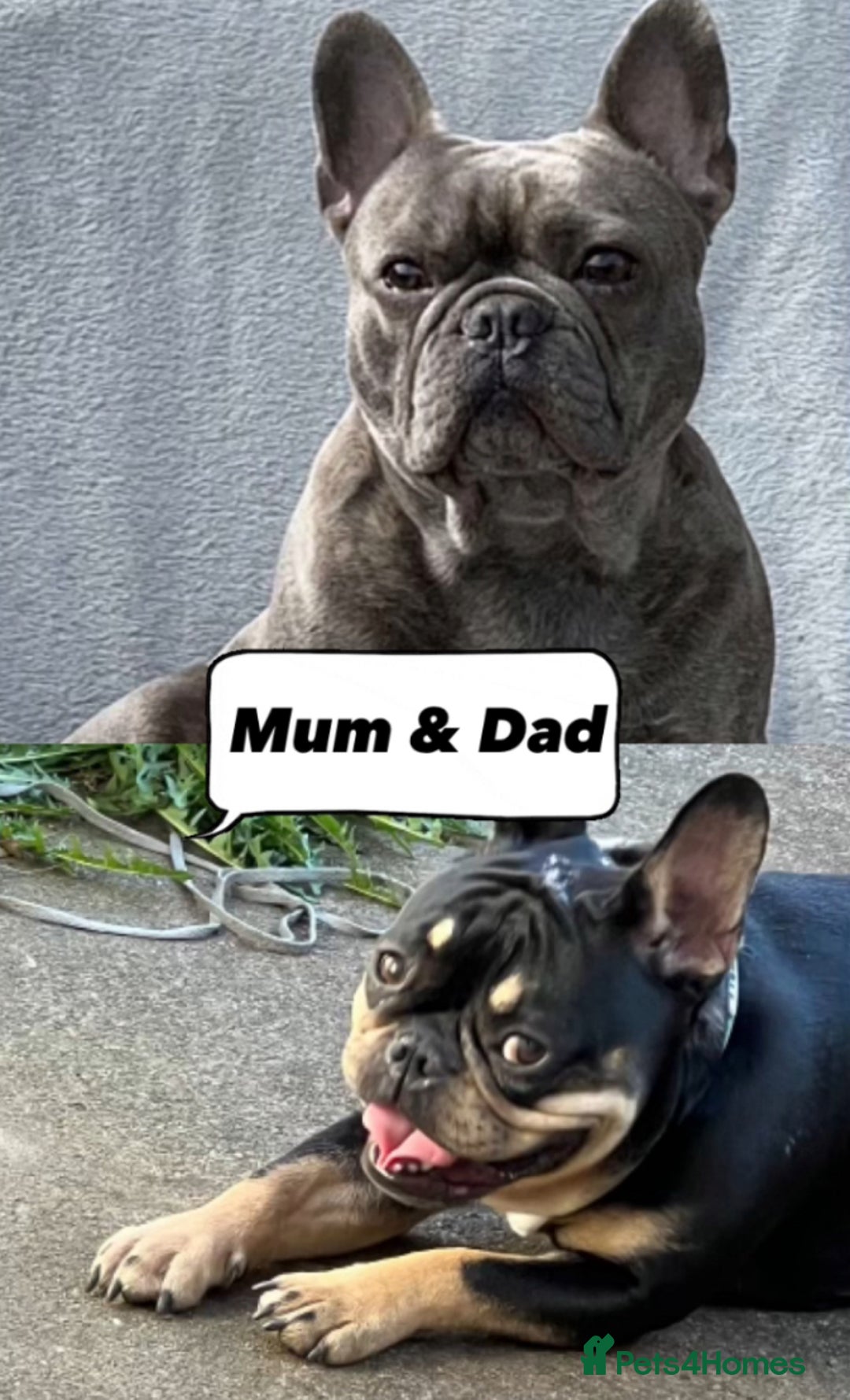 French Bulldog dogs for sale: ***BEAUTIFUL LITTER OF 7 FRENCH BULLDOGS *** - Image 2