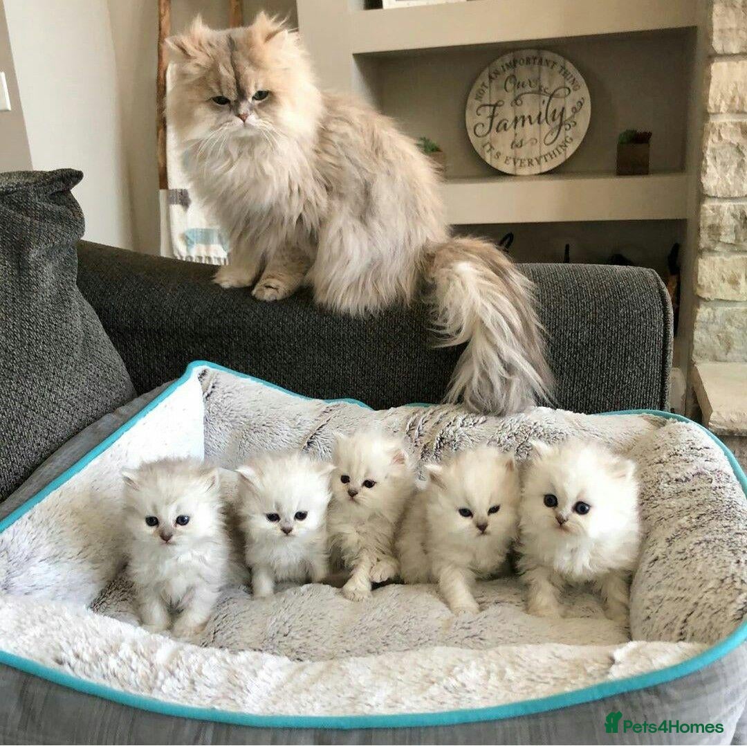 Persian cats fluffy Persian kittens - Advert 1