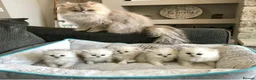 Persian cats for sale: fluffy Persian kittens in Manchester - Advert 1