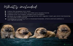 Chow Chow dogs for sale: Wyvernwest have puppies due August  - Image 4