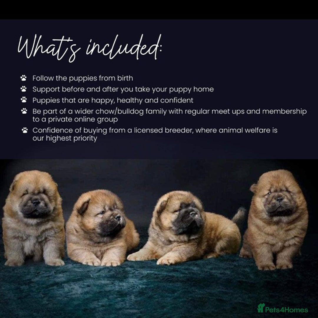 Chow Chow dogs for sale: Wyvernwest have puppies due August  - Image 4
