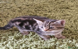 Mixed Breed cats for sale: Kittens - Image 17