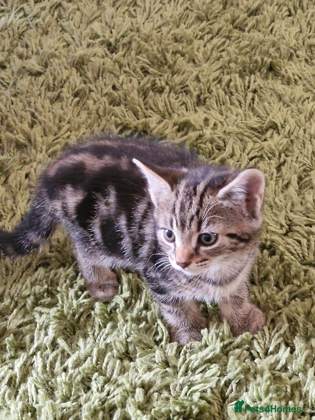 Mixed Breed cats for sale: Kittens - Image 17