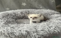 Ragdoll cats for sale: 7 Ragdoll kittens  - Image 2