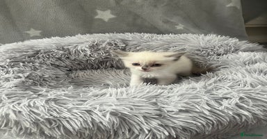 Ragdoll cats - Advert 16