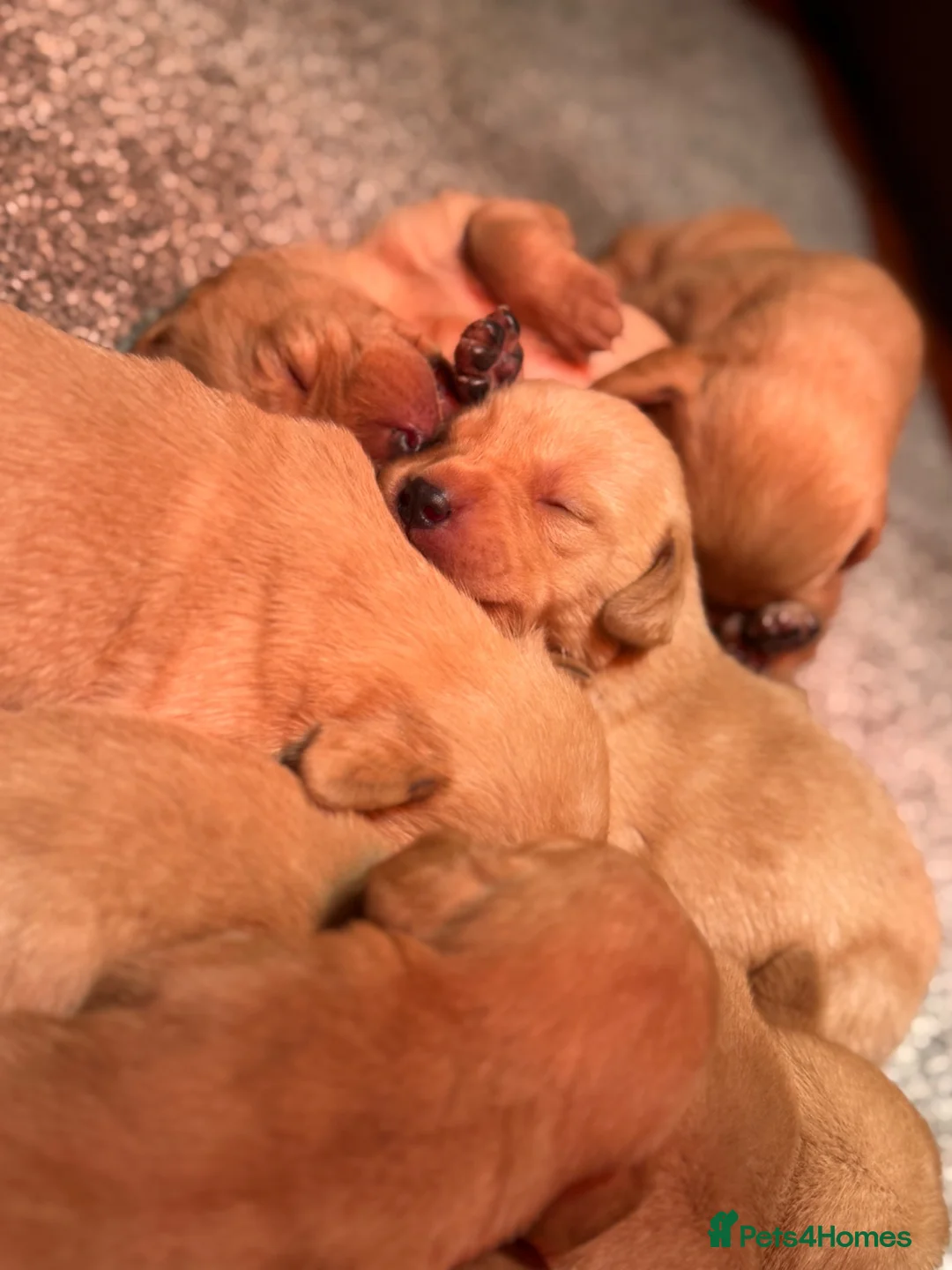 Labrador Retriever dogs for sale: KC REG - fox red Labrador puppies - Advert 8
