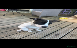 Mixed Breed dogs for sale: Stella  in Gloucester - Image 4