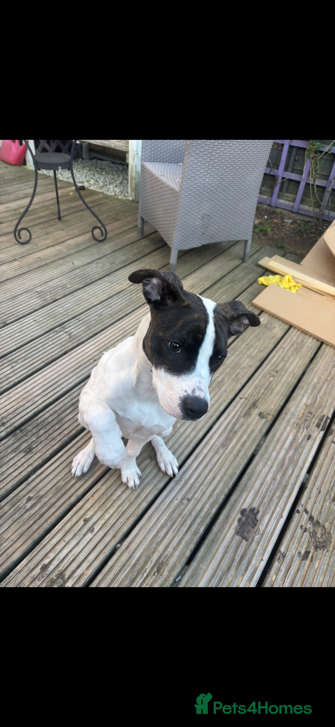Mixed Breed dogs for sale: Stella  in Gloucester - Image 4