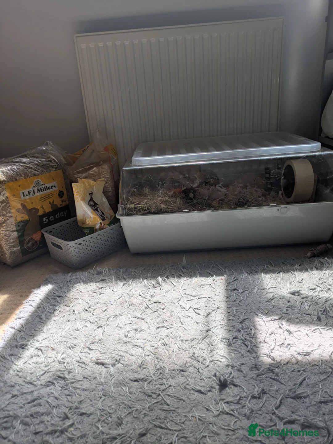 Hamster rodents for sale: Russian dwarf rehome 🤍 (look in description)  in Selby - Advert 2