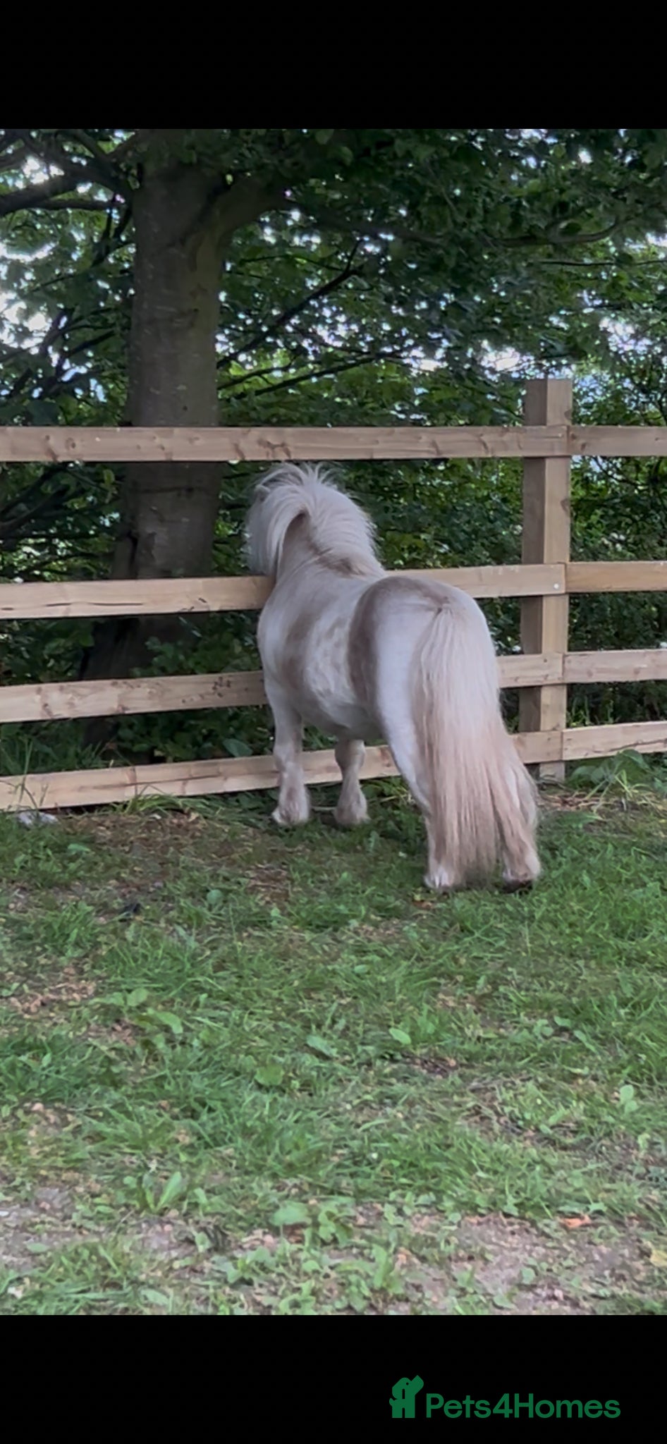 Miniature horses for sale: Miniature Shetland - Friendly & Full of Potential - Advert 2