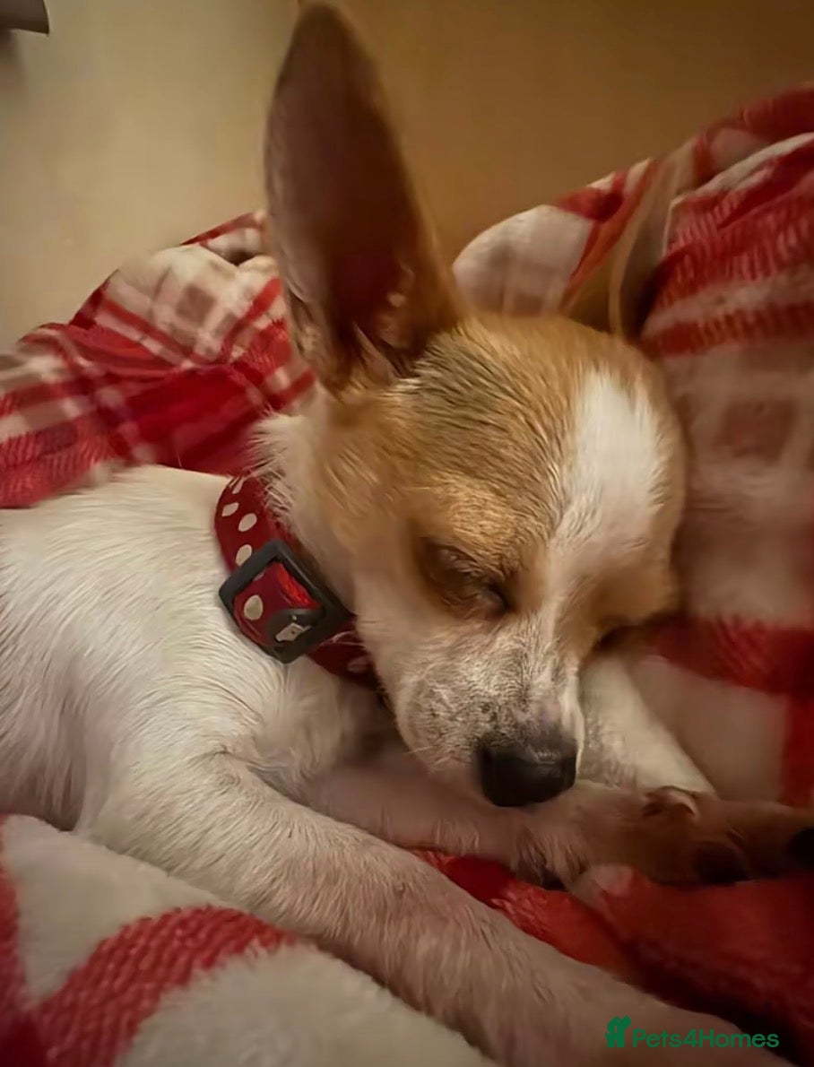 Chihuahua dogs For sale  - Advert 1