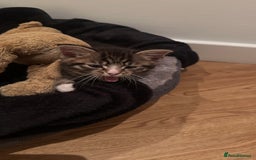 Domestic Shorthair cats for sale: 5 Tabby & Tuxedo kittens for sale - Image 31