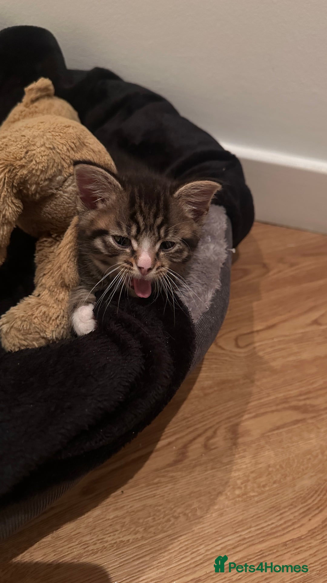 Domestic Shorthair cats for sale: 5 Tabby & Tuxedo kittens for sale - Image 31