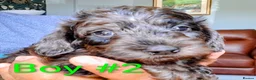 Doxiepoo dogs for sale: Mini-Wire Dachshund x Asian Toy Poodle puppies - Advert 12