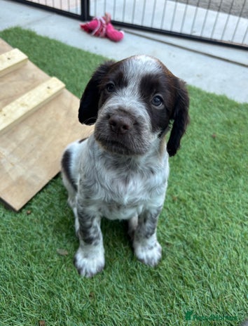 Sprocker dogs - Advert 2