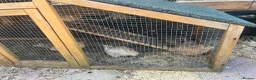 Mixed Breed birds for sale: 5 males quails for sale  - Advert 3