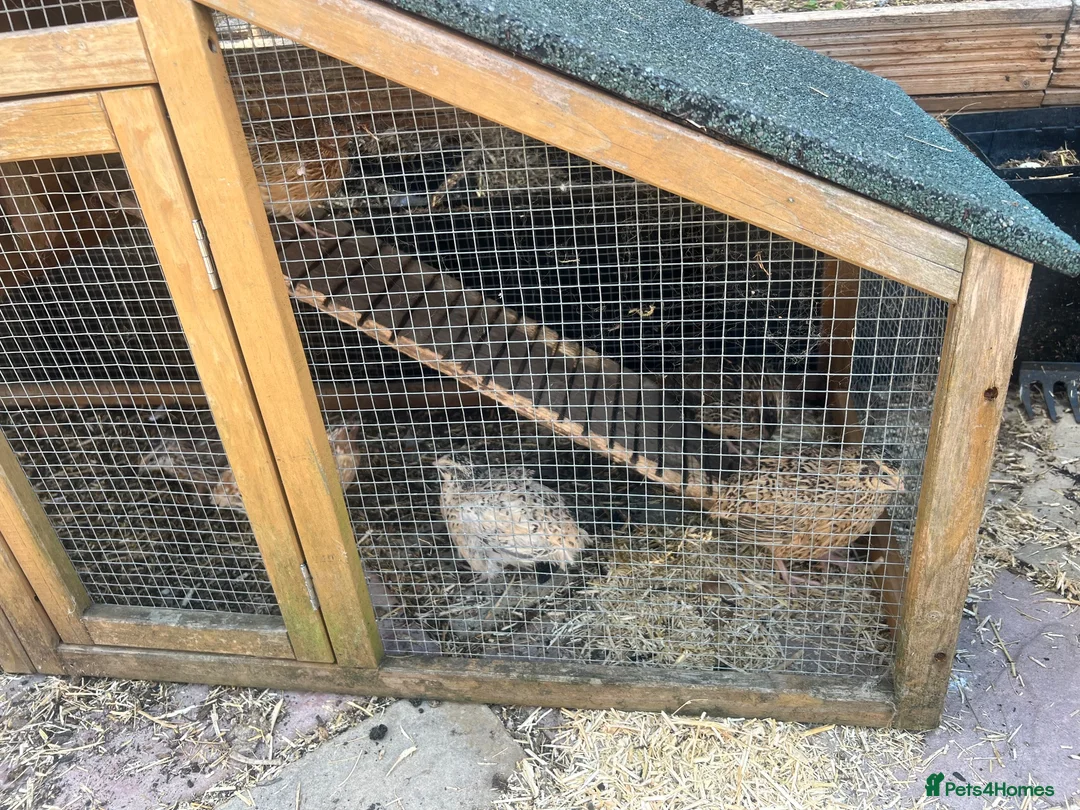 Mixed Breed birds for sale: 5 males quails for sale  - Advert 3