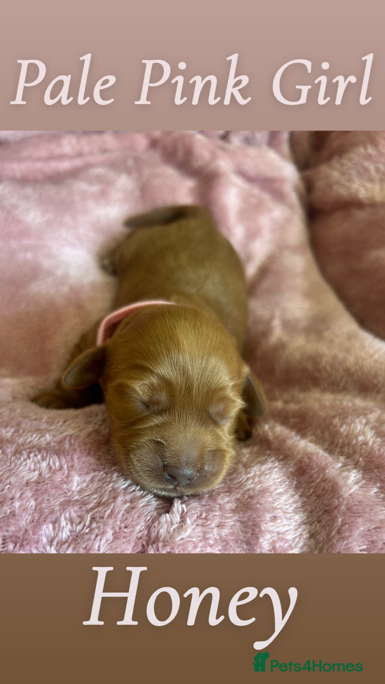Mini Goldendoodle dogs F4B Miniature Goldendoodles - Advert 2